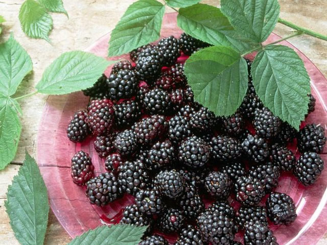 Ультраранний бесшипный сорт ежевики Лох Тей