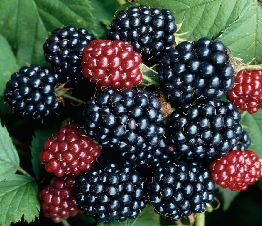 Описание сорта ремонтантной ежевики Рубен