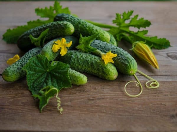 Гибридный самоопыляющийся сорт огурца Шоша