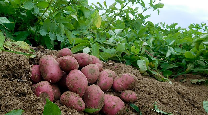 Что такое картошка — чем является, какой это вид?