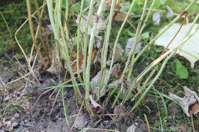 Самые распространенные заболевания и вредители малины