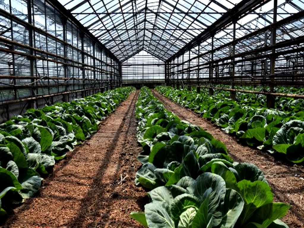 Лучшие сорта ранней капусты для открытого грунта