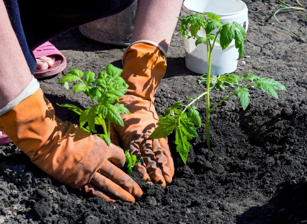 Сортовые особенности и описание томата Лентяйка