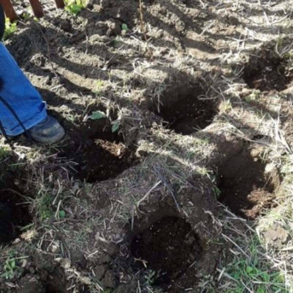 Когда можно пересаживать малину осенью на новое место