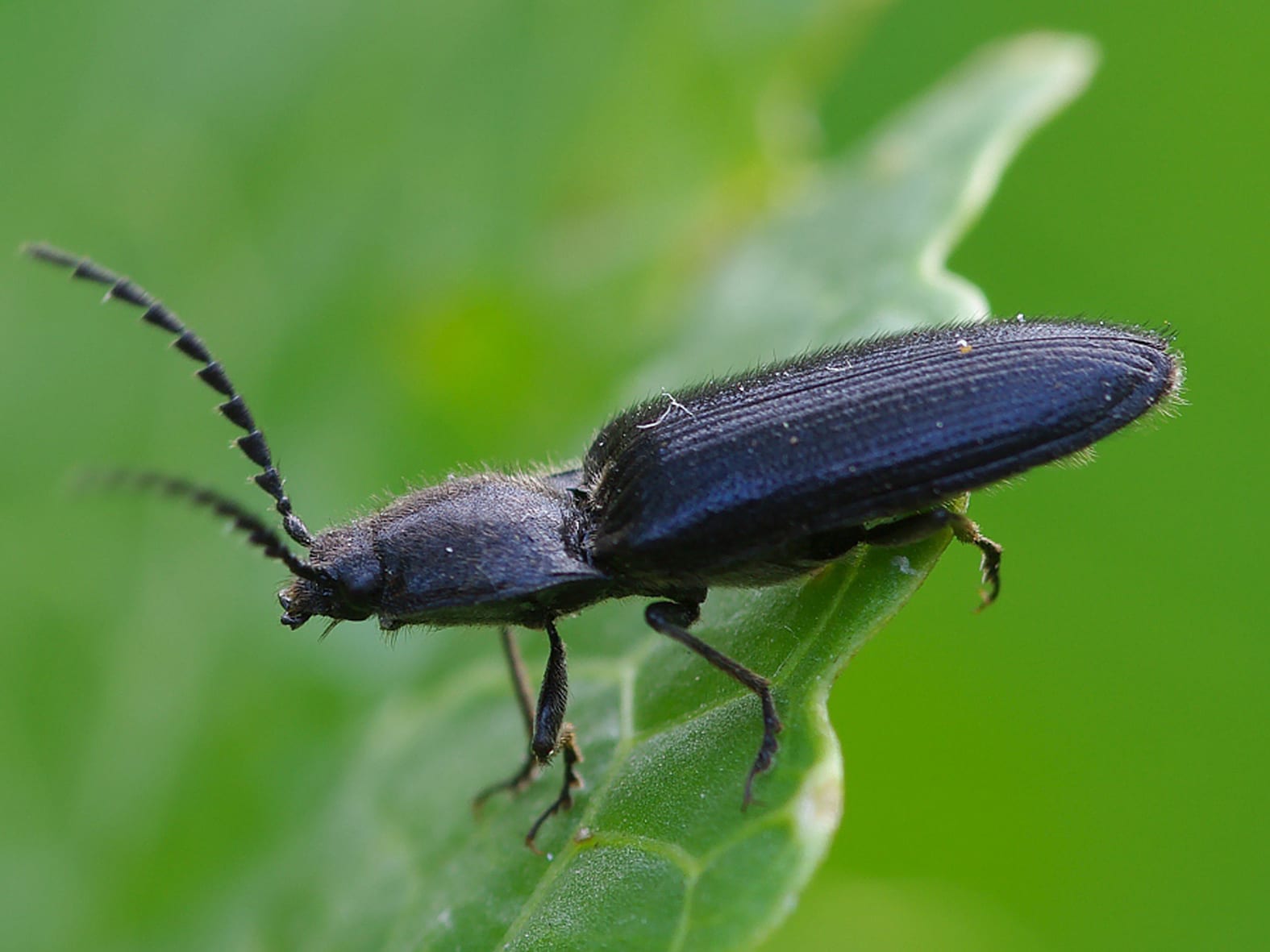Почвенные вредители картофеля и меры борьбы с ними