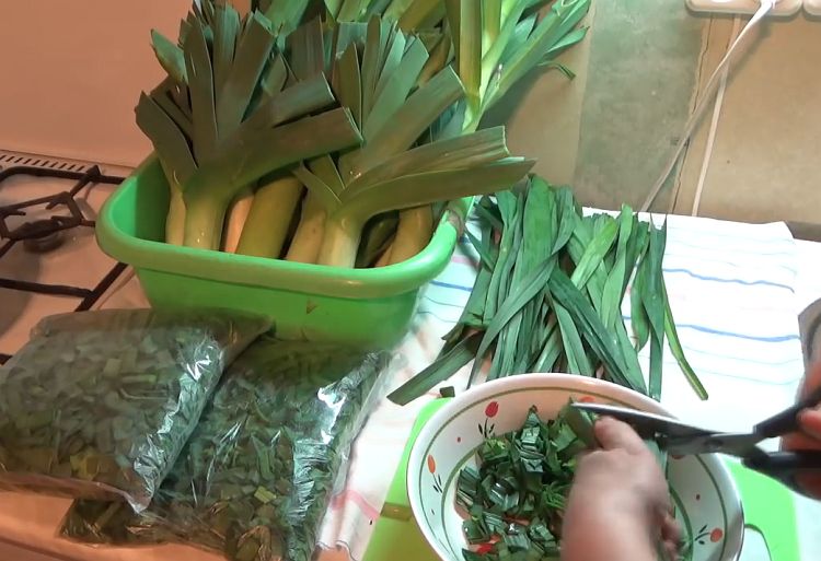 Как сохранить урожай лука-порея в квартире, после выкапывания с грядки