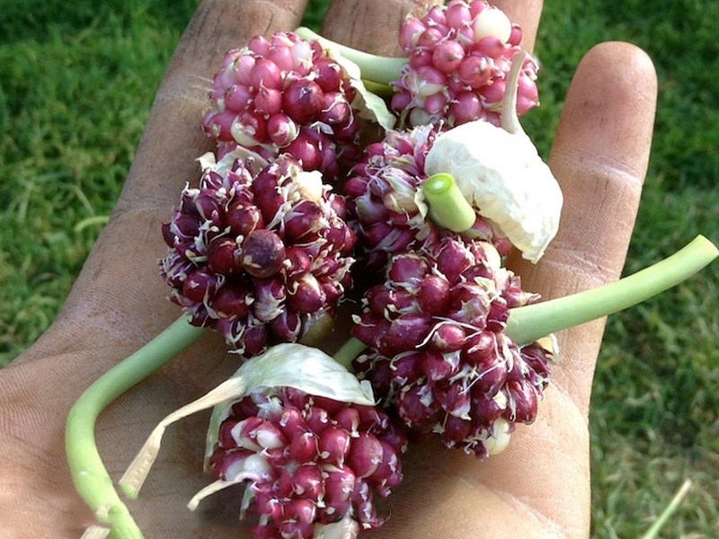 Когда и как сажать озимый чеснок чтобы был крупный