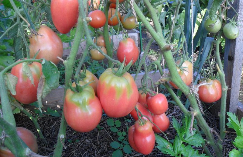 Сорт Петруша огородник для грунтового и тепличного выращивания