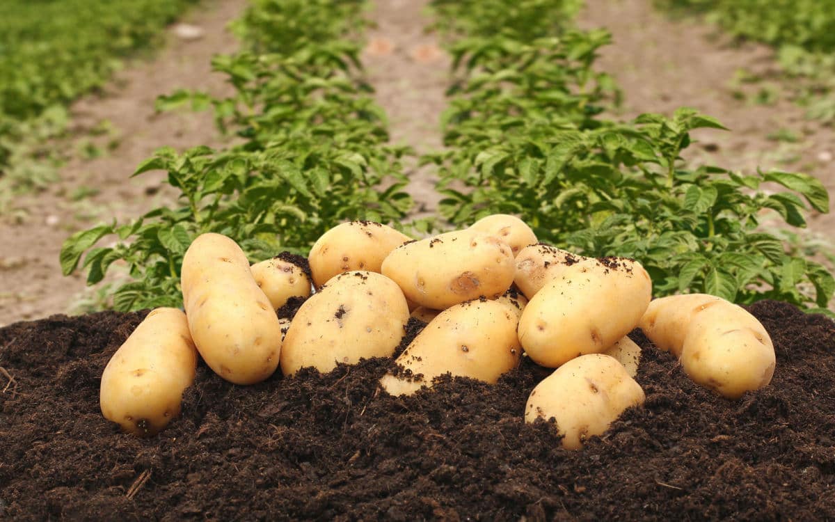 Характеристики семенного картофеля «Удача» — период созревания