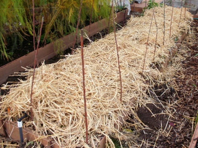 Как посадить озимый лук под Москвой, чтобы получить хороший урожай