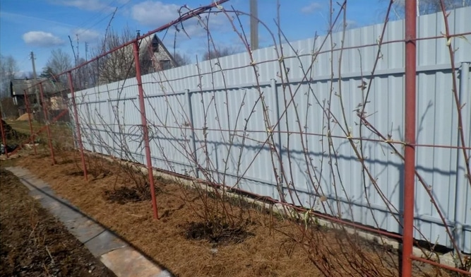 Новый ранний сорт ежевики с крупными плодами Карака Блэк