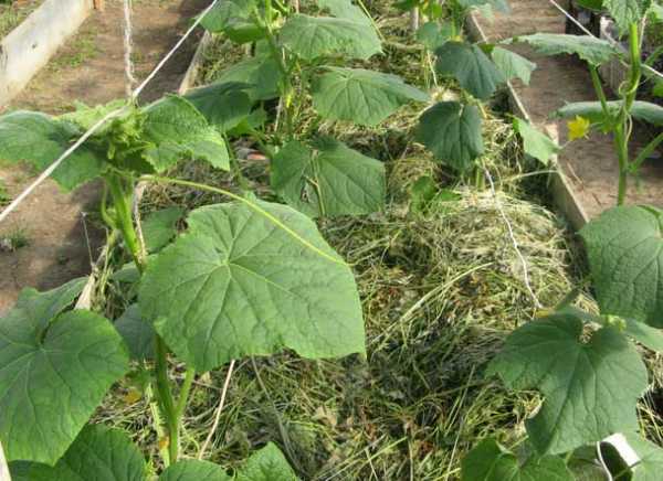 Подготовка весной и осенью теплой грядки для огурцов