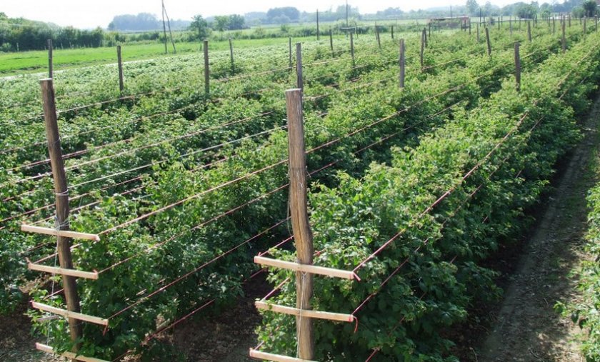 Швейцарский сорт ремонтантной малины Химбо Топ