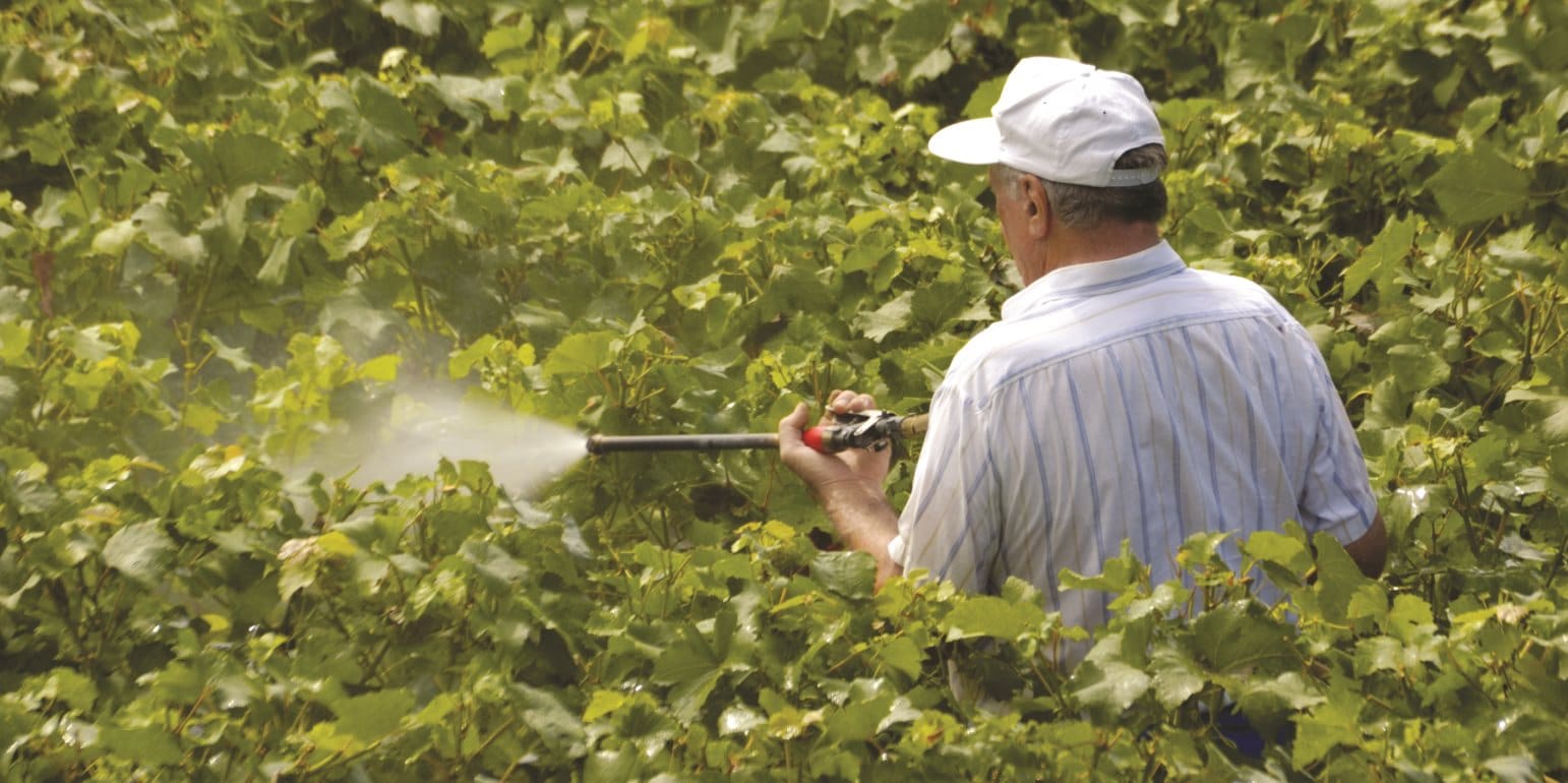 Хранение винограда в течении зимы дома — можно ли в холодильнике