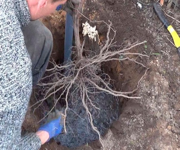 Как пересаживать виноград на новое место — когда это лучше делать?