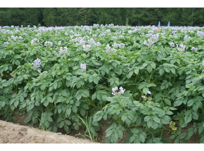 Сорт картошки Голубизна — описание и выращивание