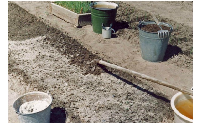 Подкормка чеснока при посадке в зиму — какие удобрения использовать