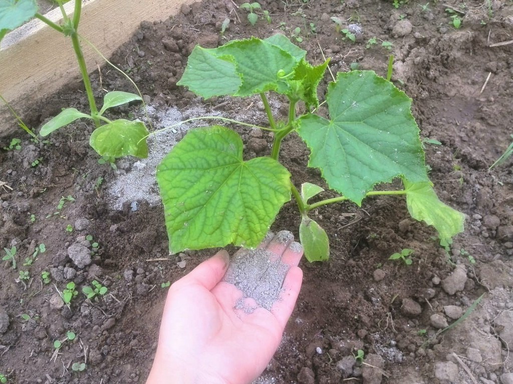 Почему желтеют листья огурцов и как исправить ситуацию