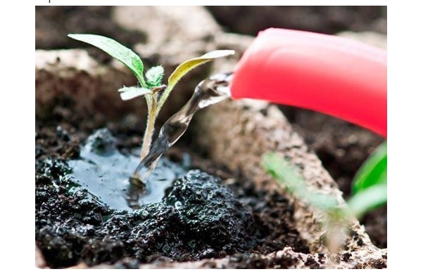 Высокоурожайный и среднеспелый сорт томатов Казанова