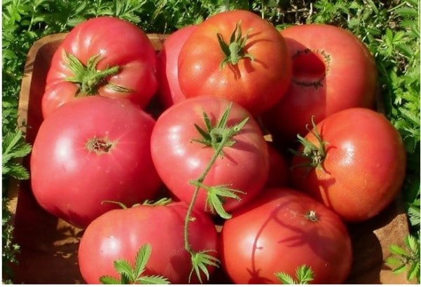 Высокоурожайные сорта томатов для теплиц из поликарбоната