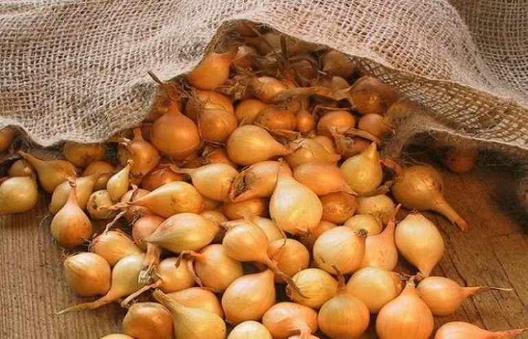 Какой сорт лука хорошо сажать на зелень, специфика выращивания