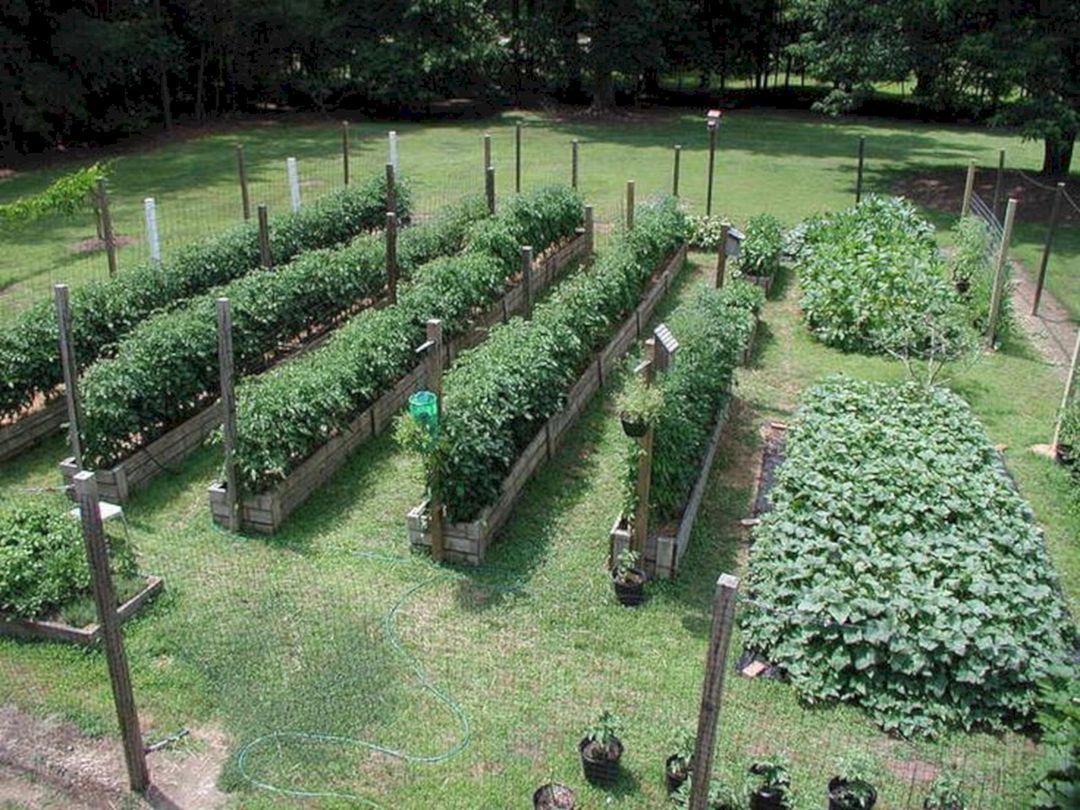 Где лучше посадить малину на дачном участке