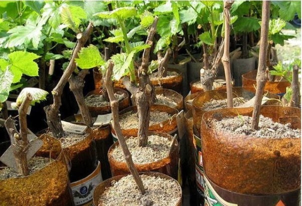 Выращивание винограда Цитронный Магарача своими руками