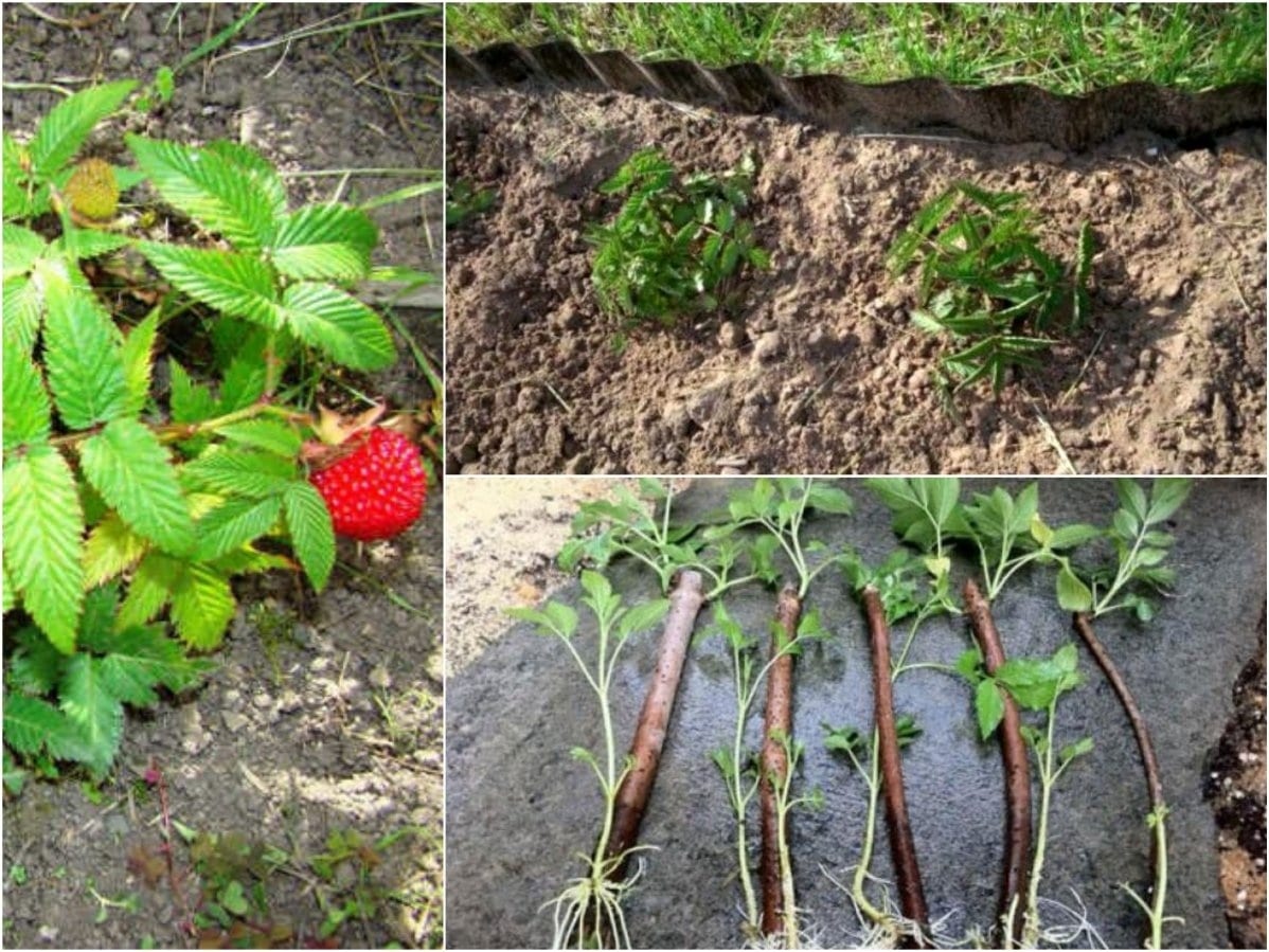 Описание тибетской розолистной земляничной малины