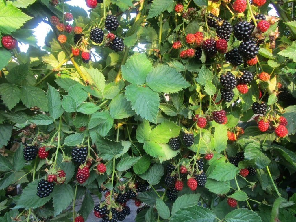 Виды ягодного кустарника ежевики и их описание
