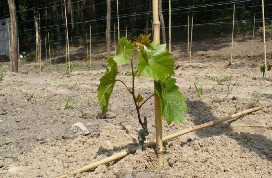 Характеристики желтого винограда Галахад — как выращивать