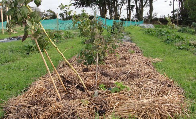 Правильное мульчирование малины по осени