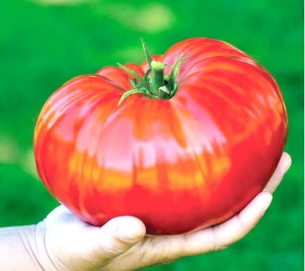 Обзор проверенных сортов и гибридов розовых томатов