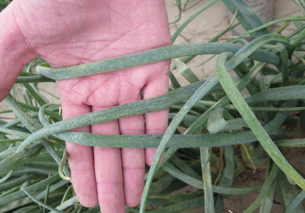 Достоинства красного лука Кармен, когда лучше посадить, правила ухода