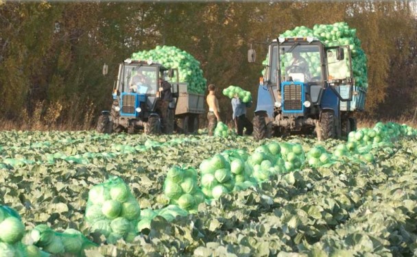 Основные сведения о характеристиках капусты Мегатон