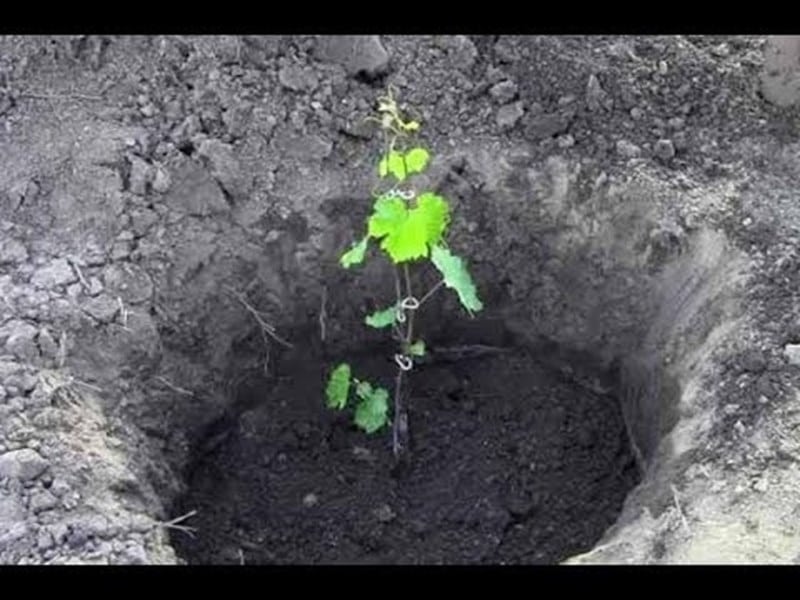 Особенности выращивания винограда НиЗина — плюсы и минусы сорта