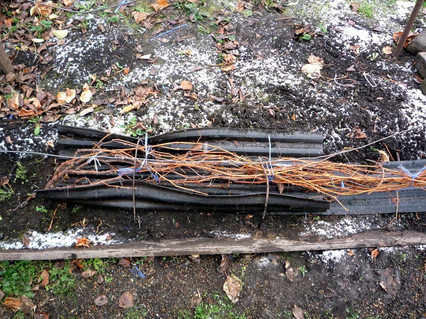 Выращивание винограда Супер Экстра — что это за гибридный сорт?