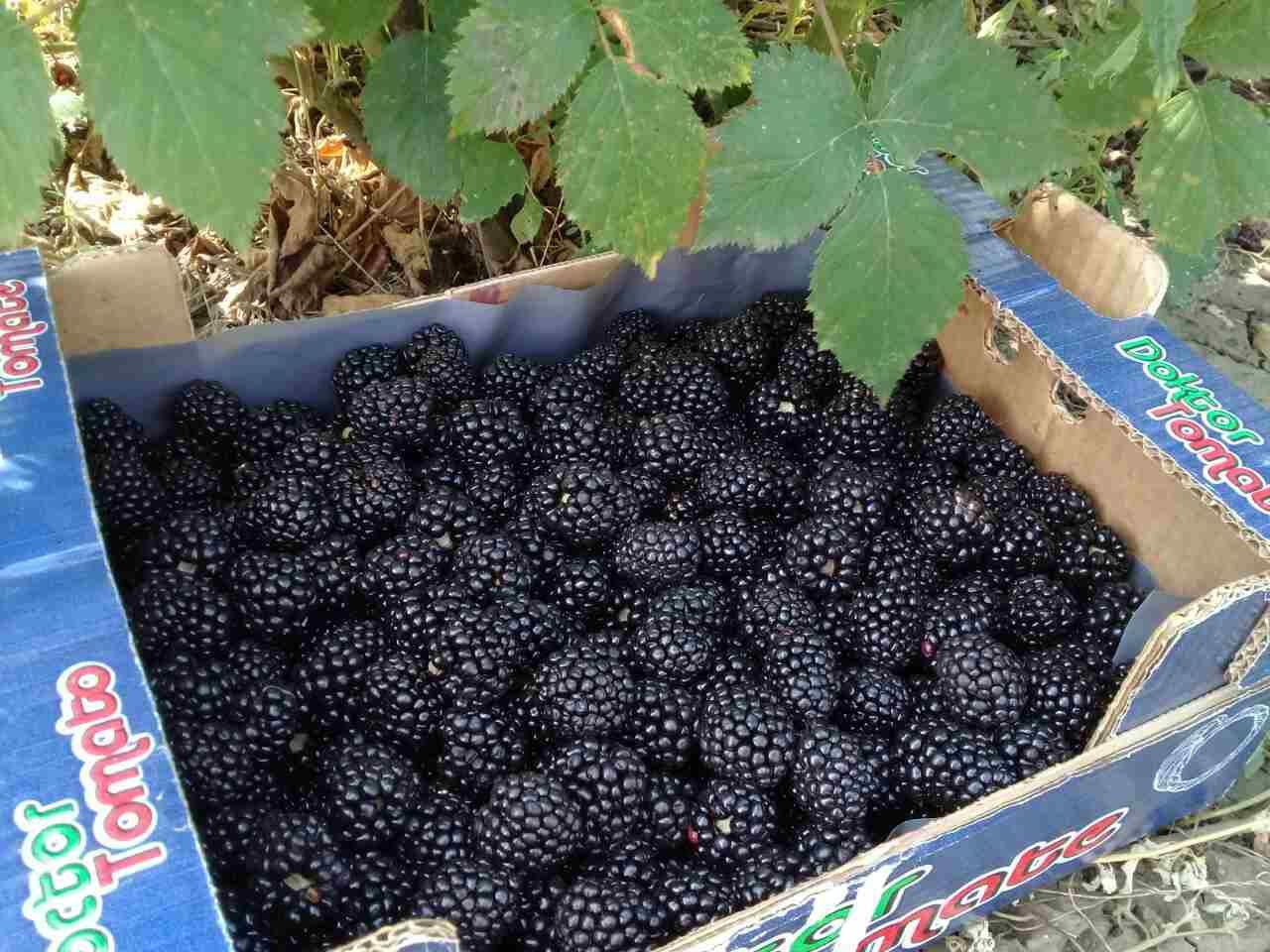 Описание и характеристика сорта ежевики Трипл Краун