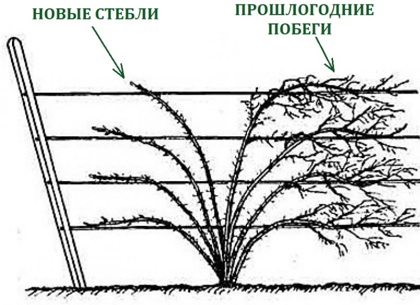 Как правильно сделать обрезку ежемалины осенью