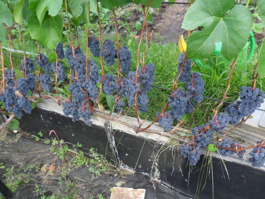 Методология выращивания виноградной лозы сорта Зилга