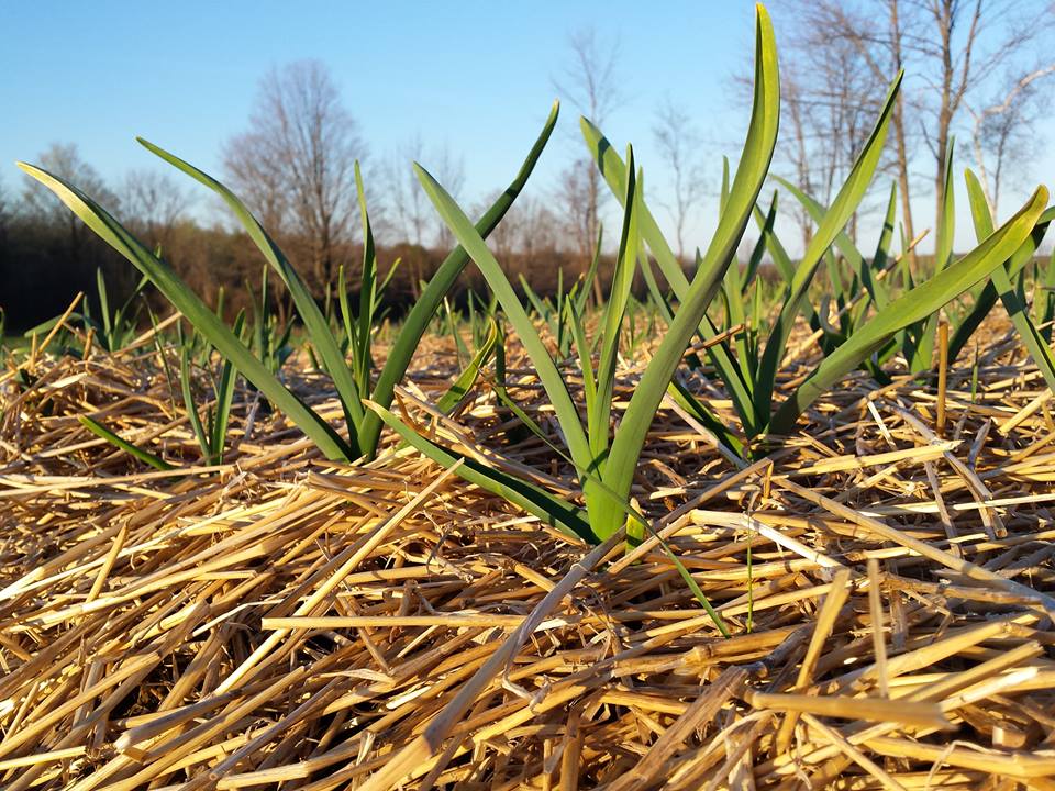 Защита от мороза чеснока посаженного под зиму — надо ли укрывать
