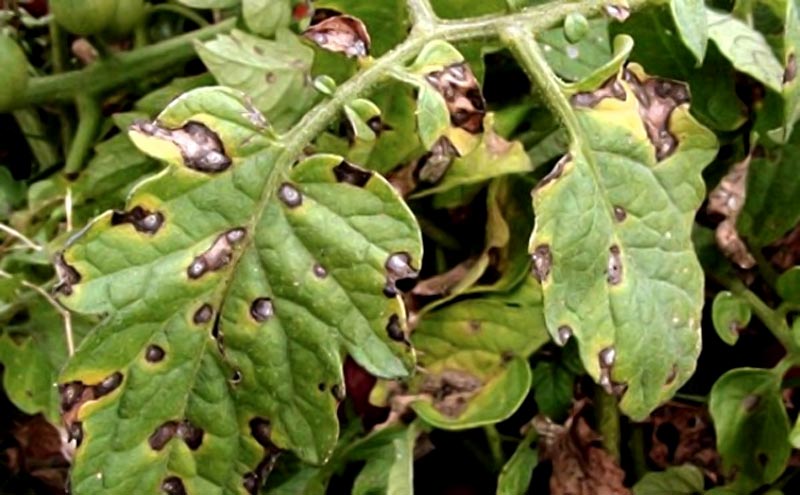 Описание необыкновенных сортов черных помидоров