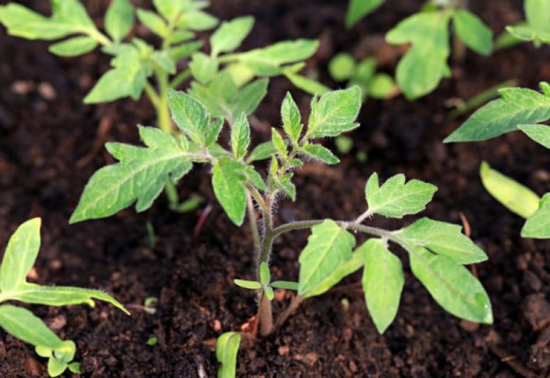 Описание и урожайность сорта томата Любаша