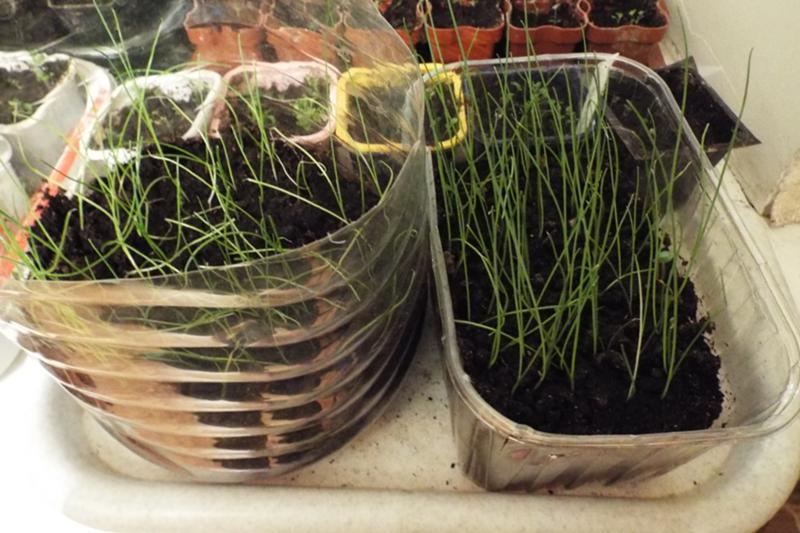 Выращивание лука порея на даче и в домашних условиях