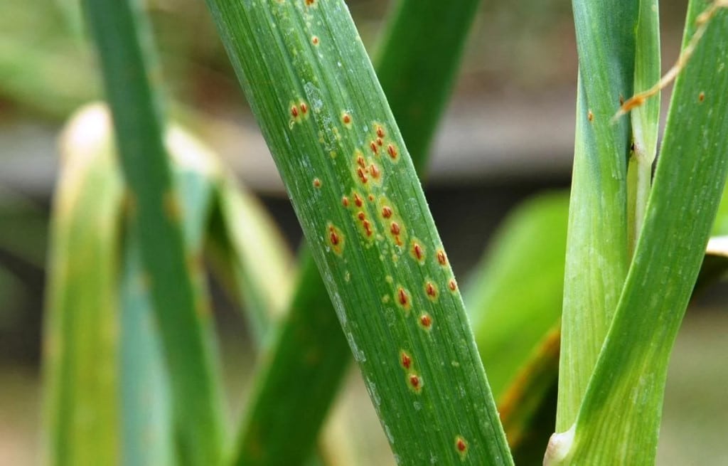 Лучшее время посева, техника выращивания лука Сорокозубки