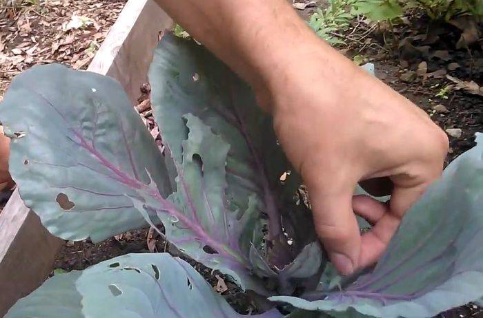 Способы избавления от слизней на капусте