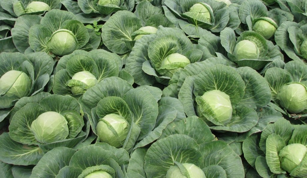 Описание сорта капусты Колобок и его свойства