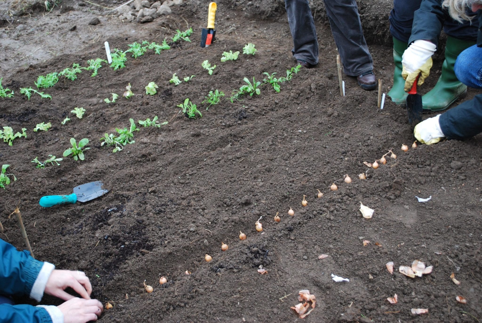 Соседство лука и чеснока в огороде, хорошо ли им рядышком?