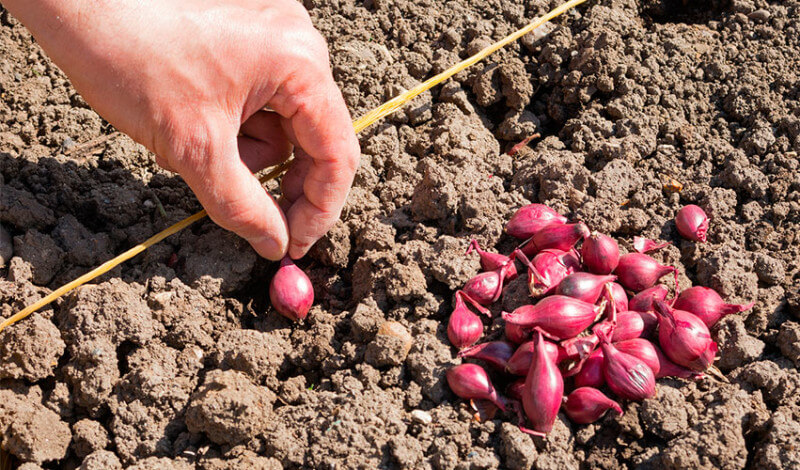 Преимущества лука Ред Барон, правила выращивания, выгонки на перо