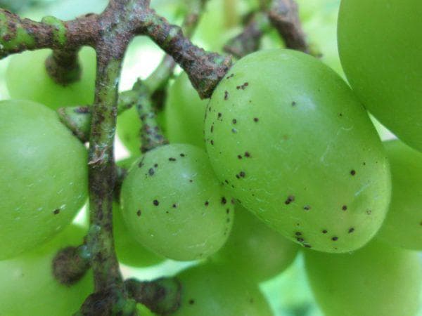 Почему на листьях виноградной лозы появляются пятна — чем обрабатывать?
