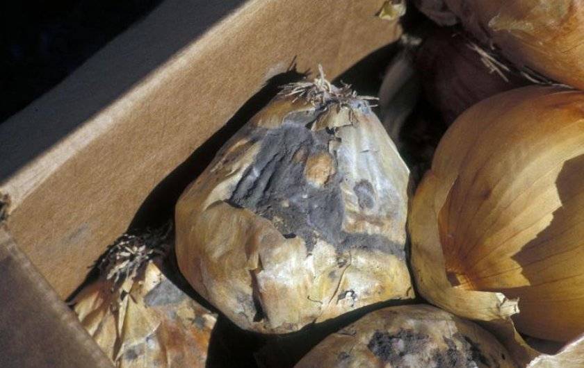 Правила хранения севка зимой в квартире перед весенней посадкой